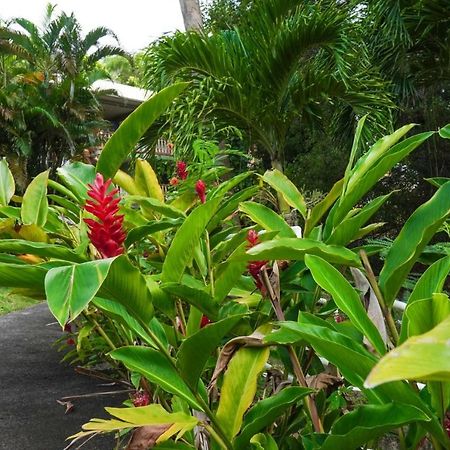 Color Garden - Studio Martinique Sainte-Anne Ngoại thất bức ảnh