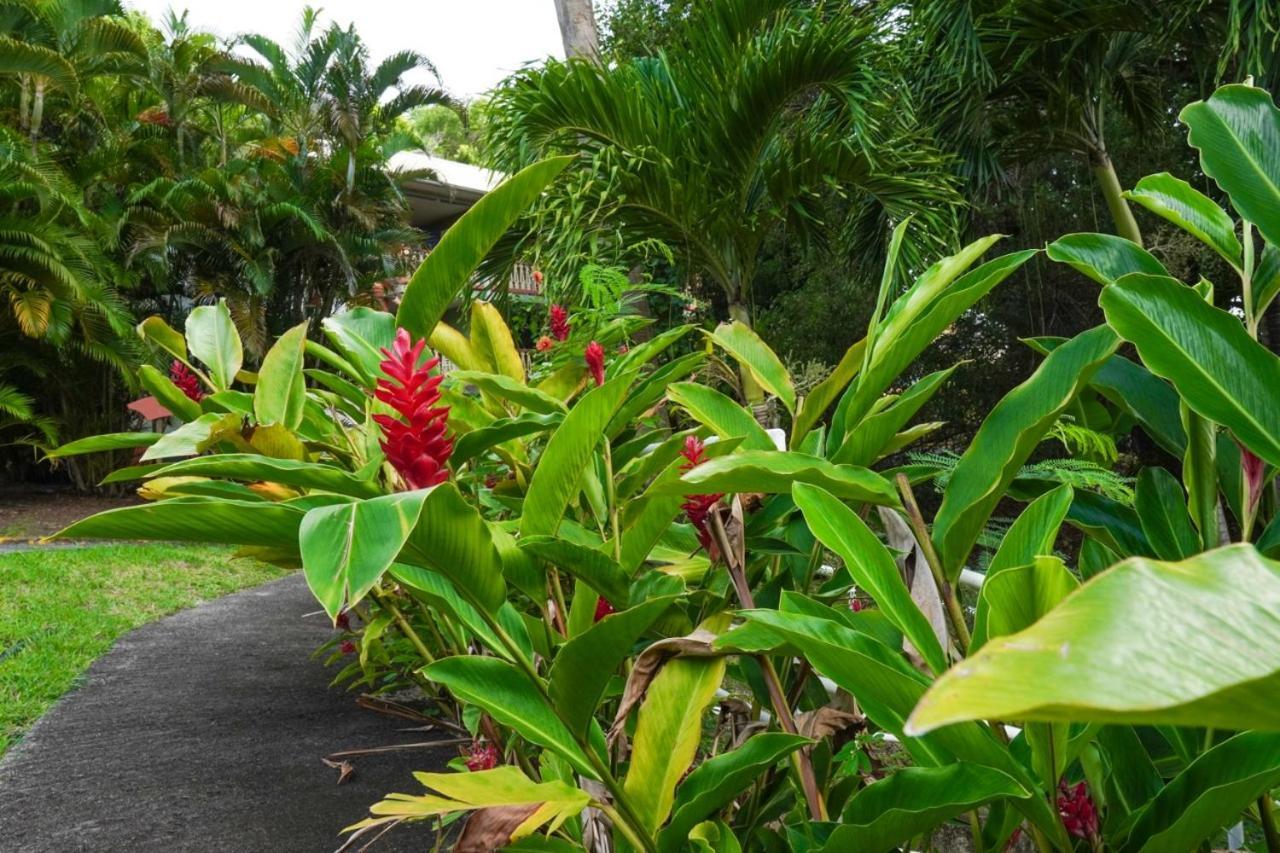 Color Garden - Studio Martinique Sainte-Anne Ngoại thất bức ảnh